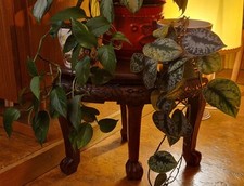 Vintage Carved Wood Corner Plant Stand / Table, Lion Paw Feet