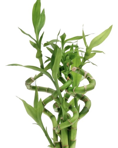 Lucky bamboo to - 1, 45