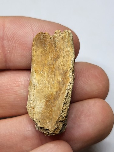 Hell creek dinosaur fossil - hell,