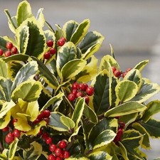 Ilex  altaclerensis Golden King Female English Holly