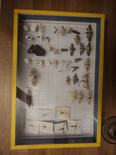 Taxidermy box moths - box,