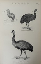 Antique c1870 Bird Print – Emu, Cassowary & Kiwi – Victorian Zoology Engraving