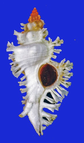 Murex chicoreus fosterorum - chicoreus,