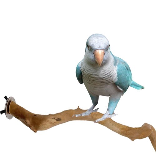 Wooden rest holder - holder, parrot