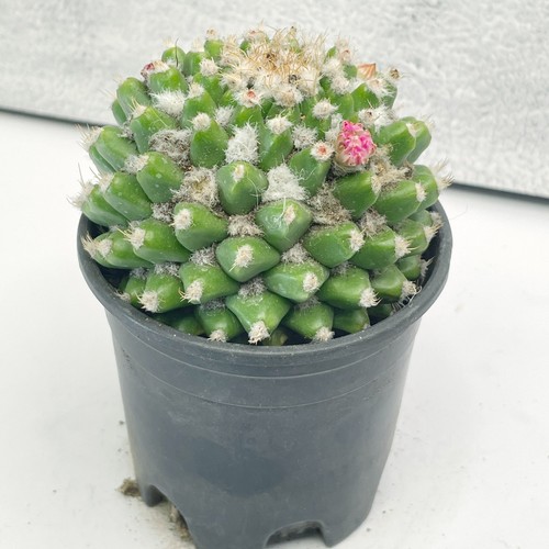 Mammillaria polythele nuda - polythele, |