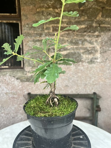 Oak bonsai starter - oak, tree