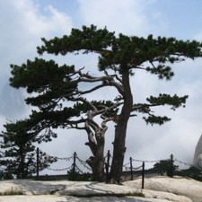 CHINESE RED PINE Pinus
