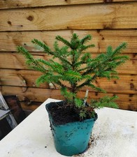 Korean spruce tree, Picea