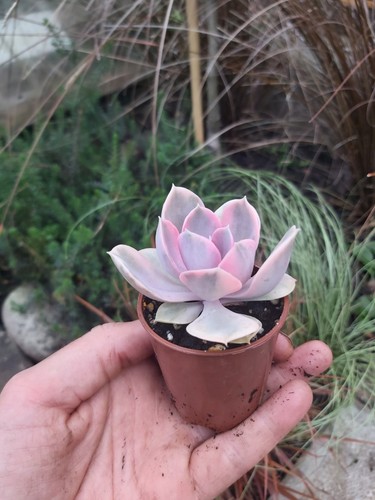 Echeveria rainbow succulent - echeveria,