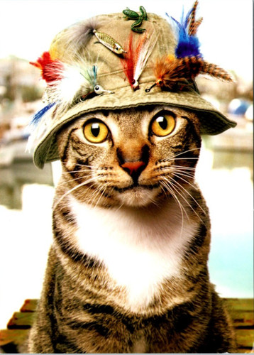 Avanti tabby cat wearing - avanti,
