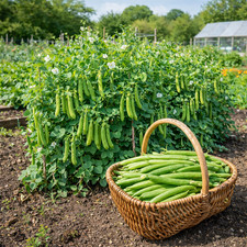 15 UK Dwarf Garden Pea Seeds