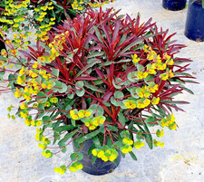 Euphorbia Miners Merlot PBR
