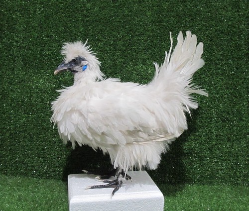 White frizzle rooster juvenile - white,
