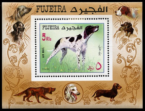 Pointer english gundog - english,