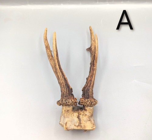 Roe deer skull - roe,