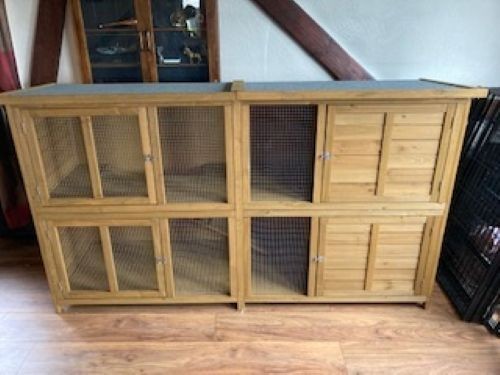 Rabbit guinea pig - rabbit, 6ft