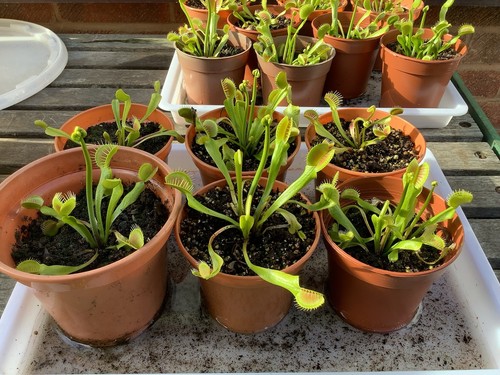 Live potted venus fly trap - venus,