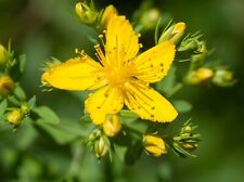 HYPERICUM PERFORATUM St John's wort 2300 seeds Wildflower +4"FREE PLANT LABEL