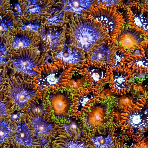 Aquacultured zoanthid sea mat - aquacultured,