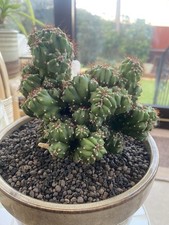 Cereus Peruvianus Monstrose -