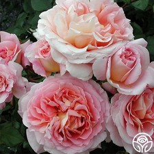 AUSCOT  ROSE - Potted Plant  -