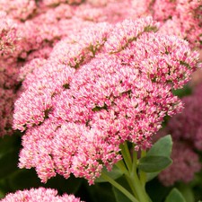 Sedum Herbstfreude - Autumn Joy | Deciduous Outdoor Garden Perennial Plant