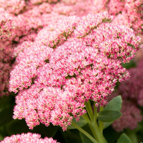 Sedum herbstfreude autumn - herbstfreude,