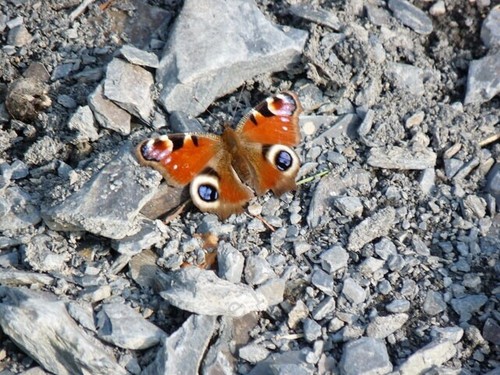 Photo 6x4 peacock butterfly - photo,