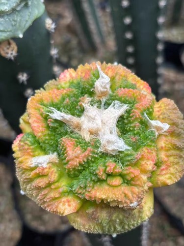 Live house plant ariocarpus - live,