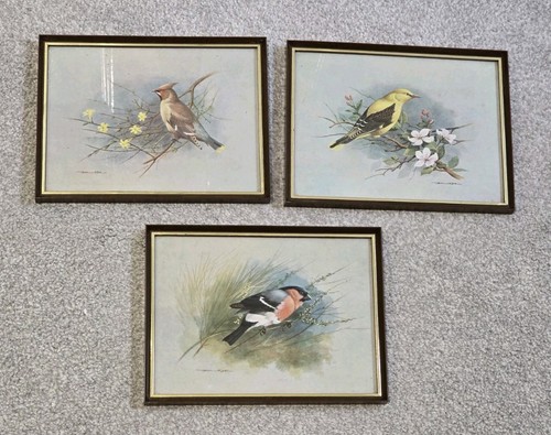 Vintage 1960s framed bird - framed,