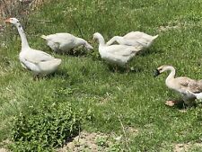 MAGNETIC SEXER FOR HATCHING