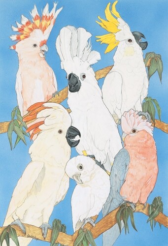Cockatoo blank note card - note,
