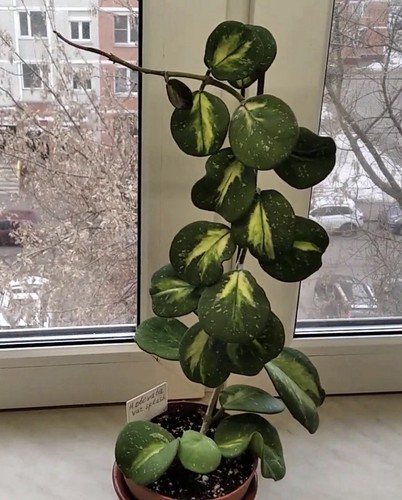 Hoya obovata variegata splash - obovata,