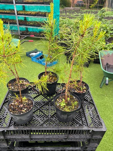 Scotch pine trees - scotch, pinus