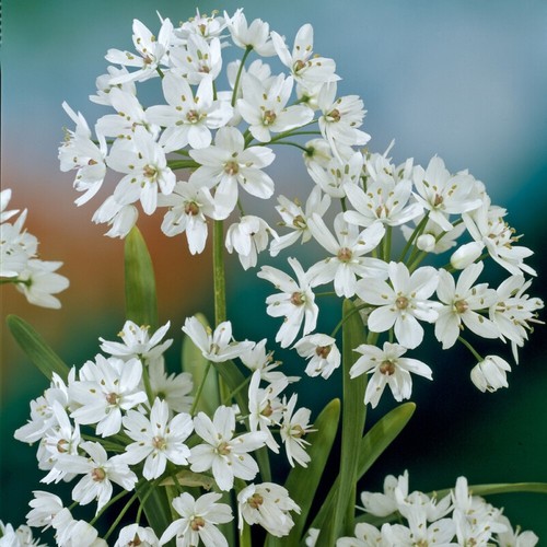 Allium cowanii bulbs corms - allium,