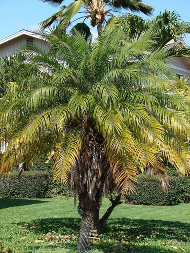 Phoenix roebelenii dwarf - phoenix, roebelenii,