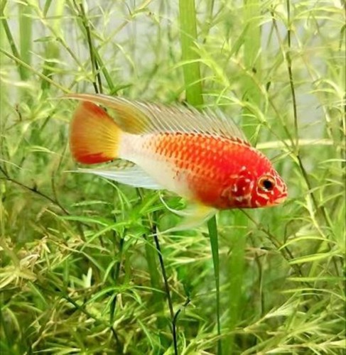 Apistogramma macmasteri gold - macmasteri, "gold