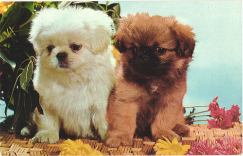Pekingese puppies dogs mixed - pekingese,