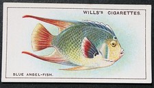 ANGEL FISH  Tropical Coral Reef Fish  Vintage 1928 Card  FE02M