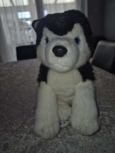Lapland kivi husky dog - husky,