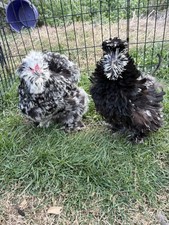 Silkie Hatching Eggs Mottled