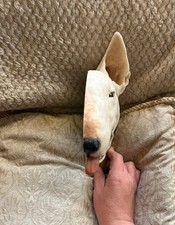 Rare white bull terrier head - white,