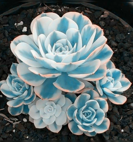 Blue white succulents - blue,