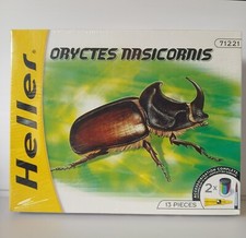  European rhinoceros beetle