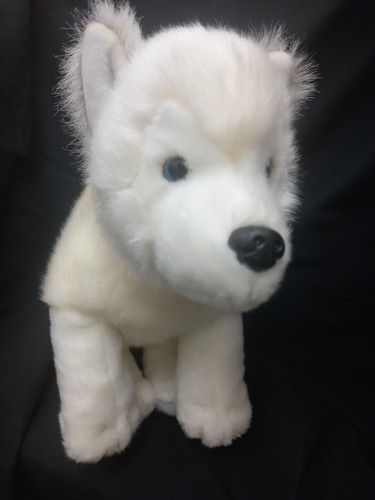 Lapland husky lumi - husky, 13