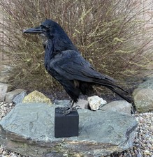 REAL TAXIDERMY ROOK Corvus