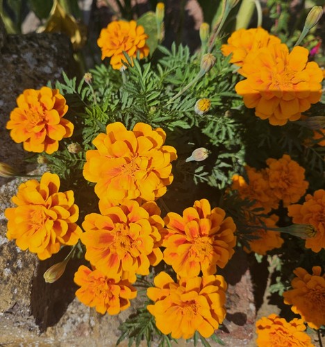 African marigold seeds - african,