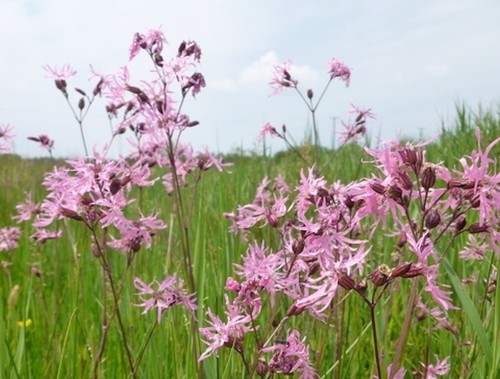 Ragged robin 100 - robin,