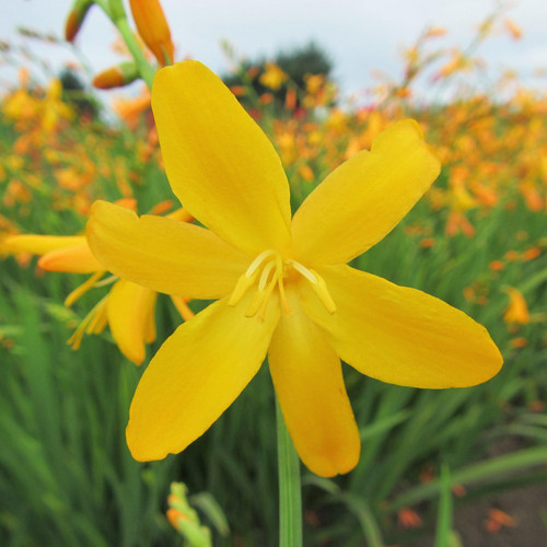 Crocosmia crocosmiiflora - crocosmia,