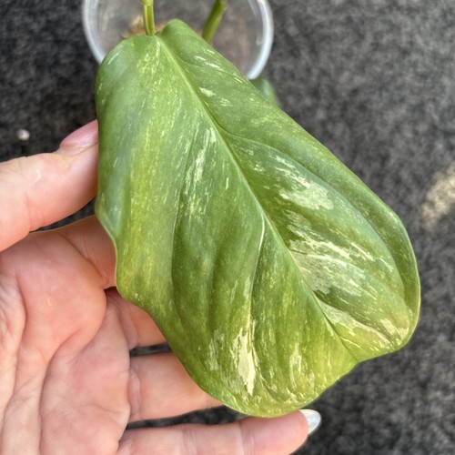 Monstera lechleriana albo - lechleriana,